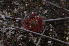 Drosera patens