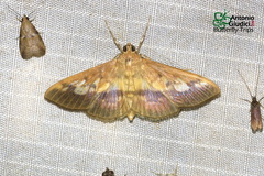 Syllepte sellalis