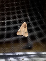 Eucoptocnemis fimbriaris