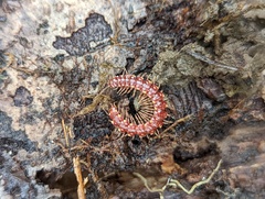 Nearctodesmidae
