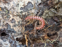 Nearctodesmidae