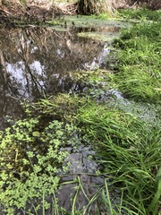 Callitriche stagnalis