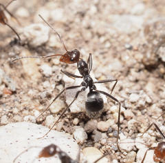 Myrmecocystus melliger