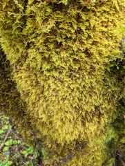 Stereodon subimponens