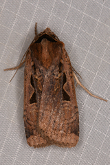 Parabagrotis
