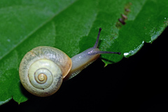 Bradybaena pellucida