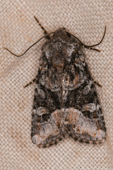 Lacinipolia