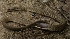 Fowlea flavipunctata