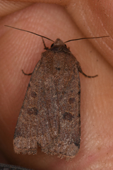 Abagrotis