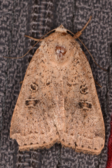 Abagrotis