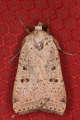 Abagrotis