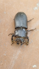 Passalidae