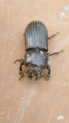 Passalidae