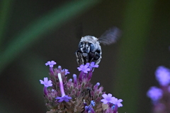 Anthophora urbana