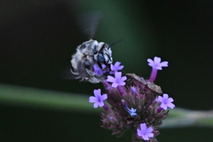 Anthophora urbana