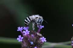Anthophora urbana