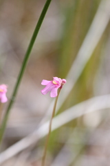 Utricularia tenella