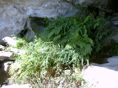 Pteris dentata
