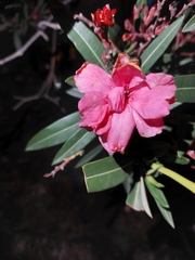 Nerium oleander