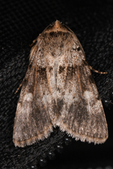 Noctuidae