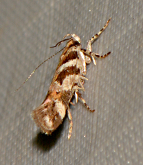 Aristotelia lespedezae