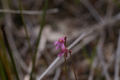 Utricularia tenella