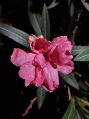 Nerium oleander