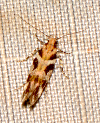 Aristotelia lespedezae