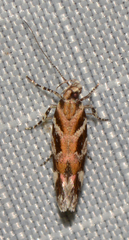 Aristotelia lespedezae