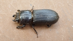 Passalidae