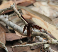 Neurothemis fluctuans