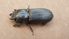 Passalidae