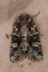 Lacinipolia