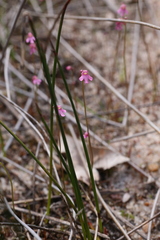 Utricularia tenella
