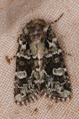Lacinipolia