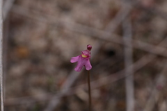 Utricularia tenella