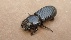 Passalidae
