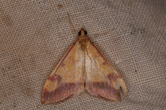 Pyrausta perrubralis
