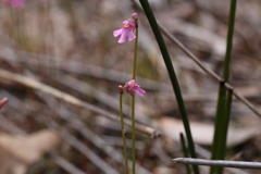 Utricularia tenella