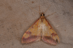 Pyrausta perrubralis