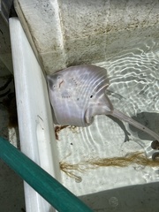 Leucoraja erinaceus
