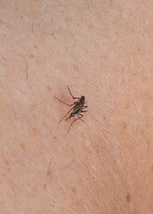 Psorophora longipalpus