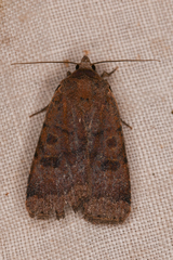 Abagrotis
