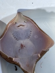 Leucoraja erinaceus
