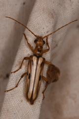Ortholeptura valida