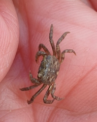 Hemigrapsus crenulatus
