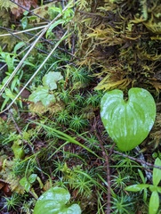 Polytrichastrum alpinum