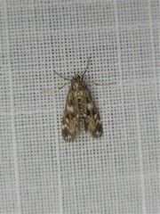 Hygraula nitens