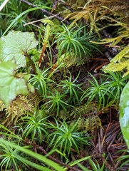 Polytrichastrum alpinum