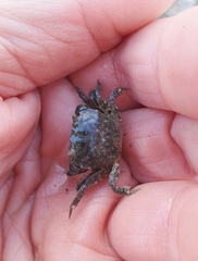 Hemigrapsus crenulatus